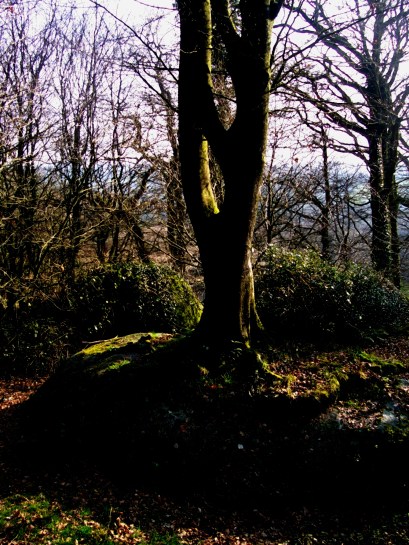Magic Tree in Saint Servais Brittany