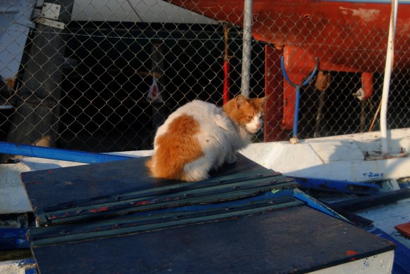 The Cat from the Harbour - live Breton music on the port of Nea Peramos The Cat from the Harbour - live Breton music on the port of Nea Peramos